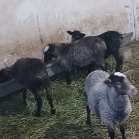 بره نروماده رومانوف دوقلوزا