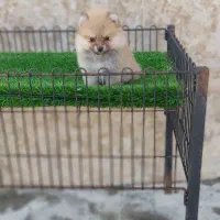 پامرانین خرسی عروسکی سایز ریز|سگ|گرگان, |دیوار