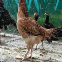 مرغ و خروس لاری|حیوانات مزرعه|خورموج, |دیوار