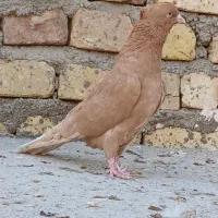 پرنده طوقق|پرنده|یزد, |دیوار