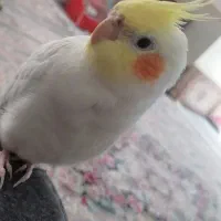 عروس هلندی لوتینو نر