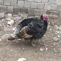 بوقلمون محلی ارگانیک