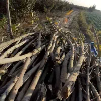 خریدچوب باغی شاخه از۲تا۸تومن