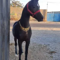 نریون عرب مصری|اسب و تجهیزات اسب‌سواری|رباط‌کریم, شهرستانک|دیوار