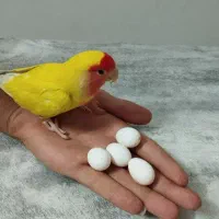 طوطی برزیلی سخنگو ماده