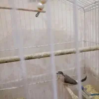 فنچ|پرنده|ری, منصوریه منگل|دیوار