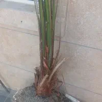 گل نخل خیلی بزرگه|گل و گیاه طبیعی|تربتحیدریه, ده پائین|دیوار