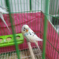 یه جفت مرغ عشق|پرنده|فولادشهر, مسکن مهر فولادشهر|دیوار