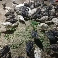 فروش جوجه بوقلمون برنز و بربون سینه پهن واکسن شده