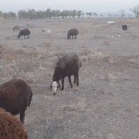 کاور|حیوانات مزرعه|تربتحیدریه, یحیی آباد|دیوار