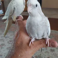 فروش عروس سخنگو..نر وماده اماده زات دار|پرنده|کاشمر, |دیوار