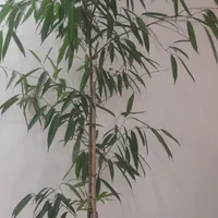 گیاه آمستل