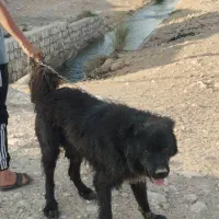 سگه|سگ|سرپل ذهاب, |دیوار