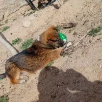 سگ پا کوتاه