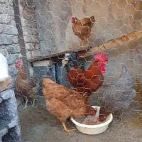 4عدد مرغ تخمگذار وسرحال 1 عددخروس