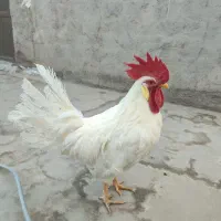 مرغ و خروس خانگی سفید و قهوه ای|حیوانات مزرعه|قم, هنرستان|دیوار