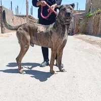 قیمت 17|سگ|تربت‌حیدریه, بالا ولایت|دیوار