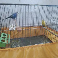 یک جفت مرغ عشق سالم سرحال با قفس لوازم|پرنده|تهران, شکوفه (عبدل آباد)|دیوار