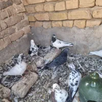 کفتر|پرنده|کاشان, کارگر|دیوار