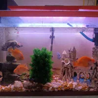 آکواریوم با وسایل وماهی