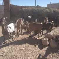 فروش ویژه بزهای پاکستانی چند قلو زا وبزهای شیری|حیوانات مزرعه|قوچان, |دیوار