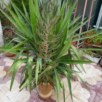 گل بنسای یوکا بزرگ و زیبا|گل و گیاه طبیعی|شیراز, دارالرحمه|دیوار