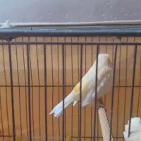 قناری زردزیبا