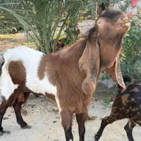 بز پاکستانی