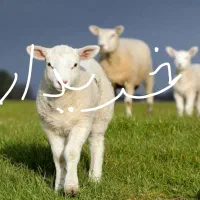 بره شیری 3،4ماه