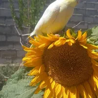 عروس هلندی