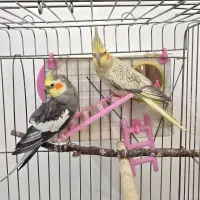 عروس هلندی نر و ماده با جوجه|پرنده|شیراز, غدیر شمالی|دیوار