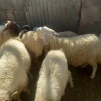 بره شیر|حیوانات مزرعه|سیرجان, |دیوار