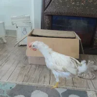 جوجه خروس سرحال.قوقول قوقول میکند