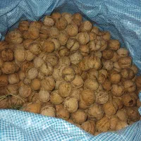 گردو امسال تازه|خوردنی و آشامیدنی|کرج, عظیمیه|دیوار