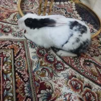 خرگوش خونگی سالم