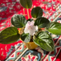 فروش انواع بنفشه آفریقایی|گل و گیاه طبیعی|رحیم‌آباد, |دیوار