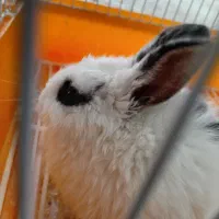 خرگوش کوچک فوقالعاده باهوش و دستی|موش و خرگوش|فلاورجان, |دیوار