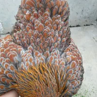 جوجه ویاندوت|حیوانات مزرعه|آمل, |دیوار