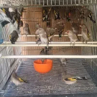 سهره فیروزکوه و زنجان|پرنده|گلستان (تهران), |دیوار