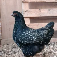 بارنولدر مرغ و خروس