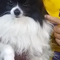 سگ گمشده|حیوانات|بندرعباس, |دیوار