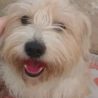 سگ شیتزو|سگ|تنکمان, |دیوار