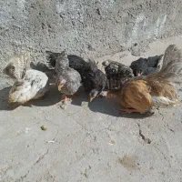 مرغ و خروس و جوجه جاپنیز ریز جثه|حیوانات مزرعه|اردبیل, |دیوار