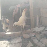 مرغ وخروس لاری با جوجه