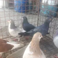 فروش پرنده|پرنده|مشهد, شهرک صنعتی توس|دیوار