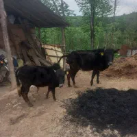 گاو ماده و گوساله