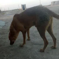 سگ خانگی|سگ|ایرانشهر, |دیوار