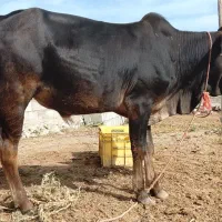 گاو نر مناسب گوشت و داشت