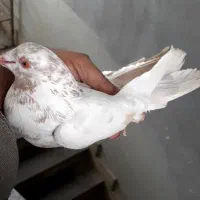 کبوتر گرفتنی جوجه زاغ سبز مگسی زیر کت زعفرانی