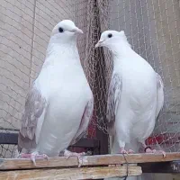 کفتر گرو(ساعت سنگین)بی نظیر